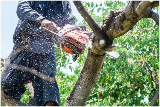 tree services Isabela